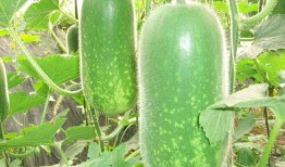 网红大瓜博雅吃瓜视频最全观看,全网最全大瓜盘点，一网打尽网红圈热点